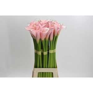 Zantedeschia Eydolls Pink