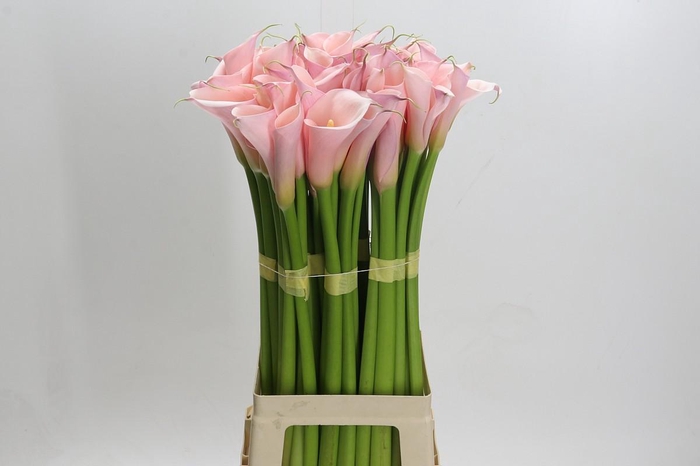 <h4>Zantedeschia Eydolls Pink</h4>