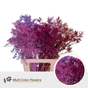 Limonium Love Mix