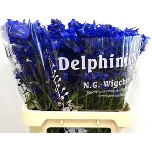 Delph Atlantis Wigchert