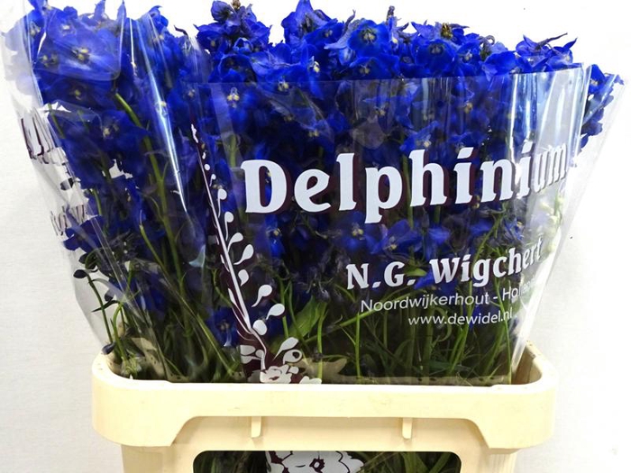 <h4>Delph Atlantis Wigchert</h4>