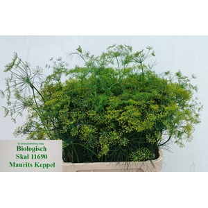 ANET GRAVEOLENS