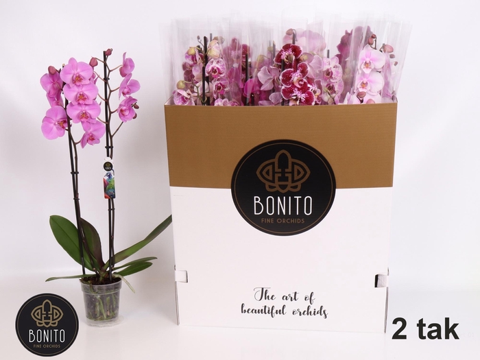 <h4>PHAL GEM 7 KL</h4>