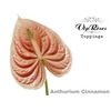 ANT A CINNAMON