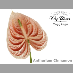 ANT A CINNAMON