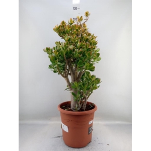 Crassula ovata 'Sunset'