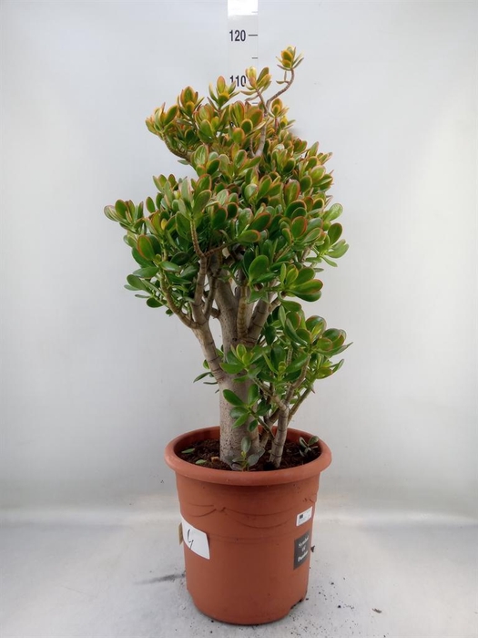 <h4>Crassula ovata 'Sunset'</h4>