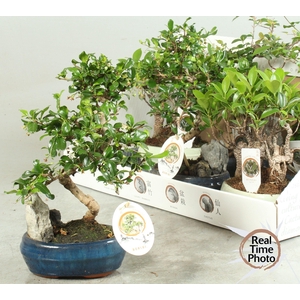 BONSAI GEM