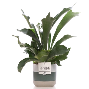 Platycerium Bif. in P&PURE Lauren ceramics