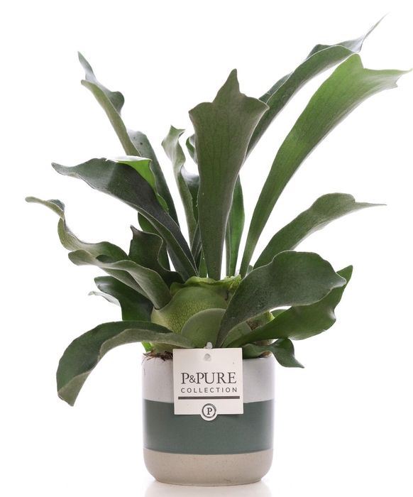 <h4>Platycerium Bif. in P&PURE Lauren ceramics</h4>