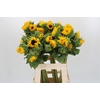 Helianthus Orange Fire