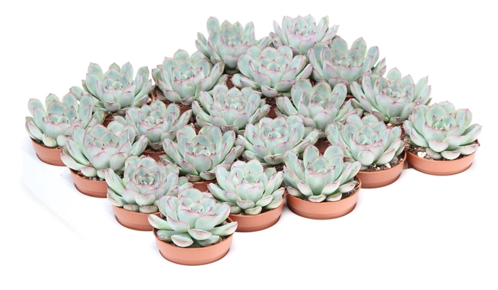 <h4>Echeveria pulidonis</h4>