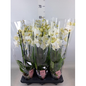 Phalaenopsis  'Ant Inverness'