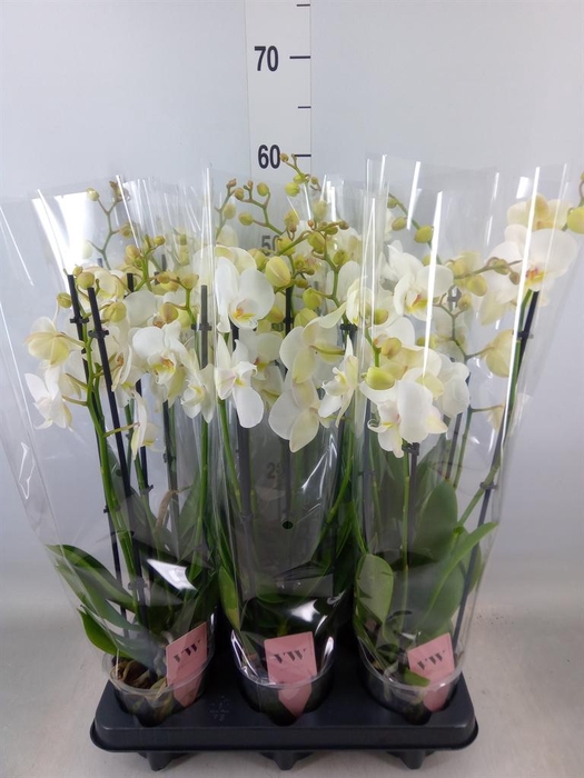 <h4>Phalaenopsis  'Ant Inverness'</h4>