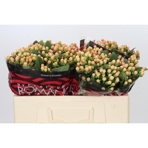 Hypericum Mellow Romance