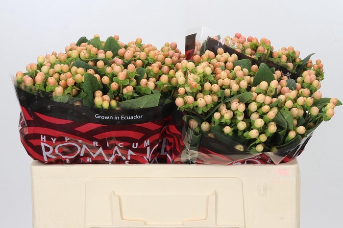 <h4>Hypericum Mellow Romance</h4>