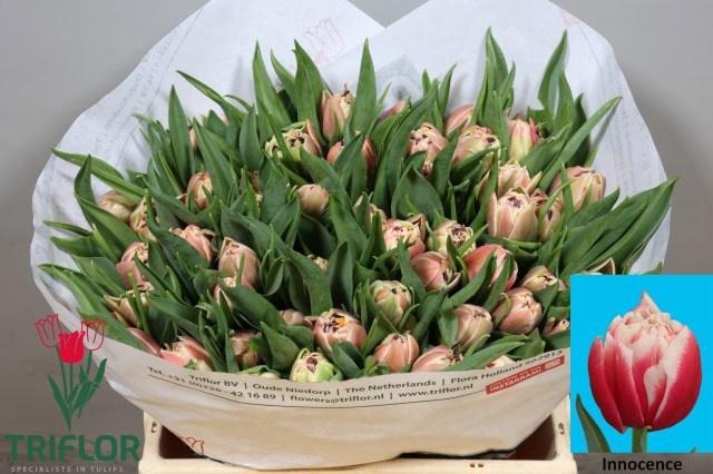 <h4>TU DU INNOCENCE</h4>