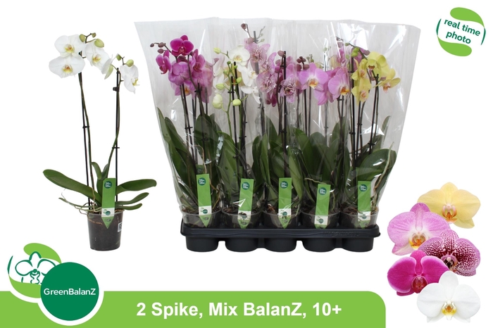 <h4>PHAL GEM 5 KL</h4>