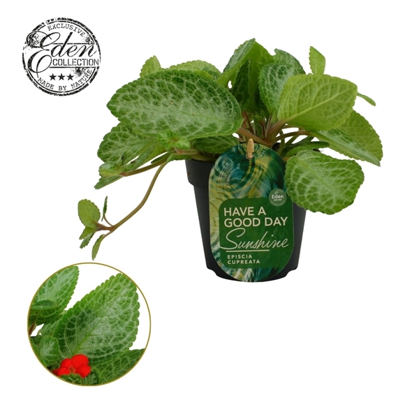 <h4>Episcia cupreata Minty Improved 12cm</h4>