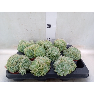 Echeveria elegans
