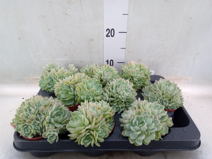 <h4>Echeveria elegans</h4>