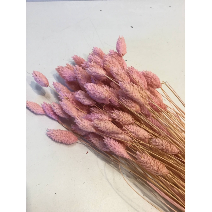 <h4>DRIED FLOWERS - PHALARIS LILAC 80GR</h4>