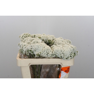 Ozothamnus Booming White