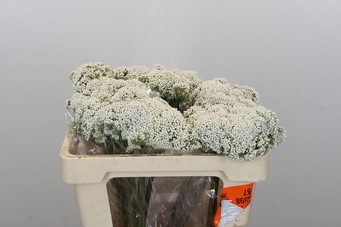 Ozothamnus Booming White