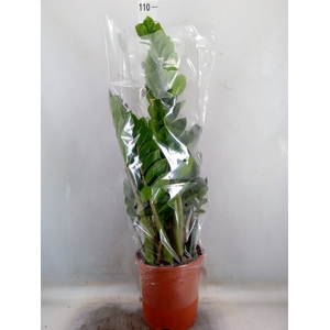 Zamioculcas zamiifolia