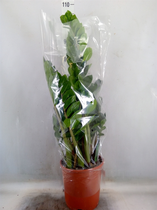 <h4>Zamioculcas zamiifolia</h4>
