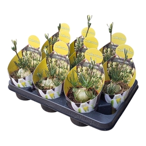 ALBUCA  FRIZ SIZZLE