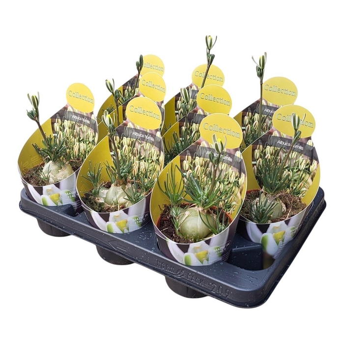 <h4>ALBUCA  FRIZ SIZZLE</h4>