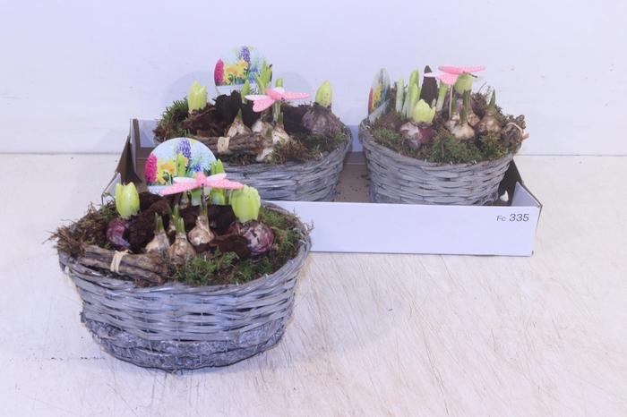 <h4>ARR BOL KNOLGEWAS</h4>