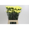 Dianthus St Ilias