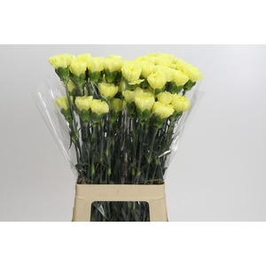 Dianthus St Ilias