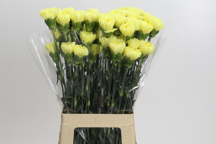 <h4>Dianthus St Ilias</h4>