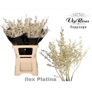 ILEX PLATINA 80 cm