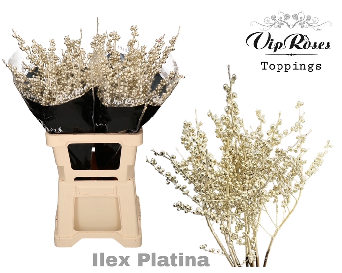 <h4>ILEX PLATINA 70 cm</h4>