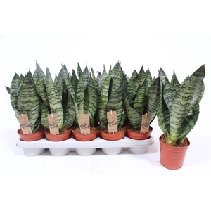 Sansevieria zeylanica compacta