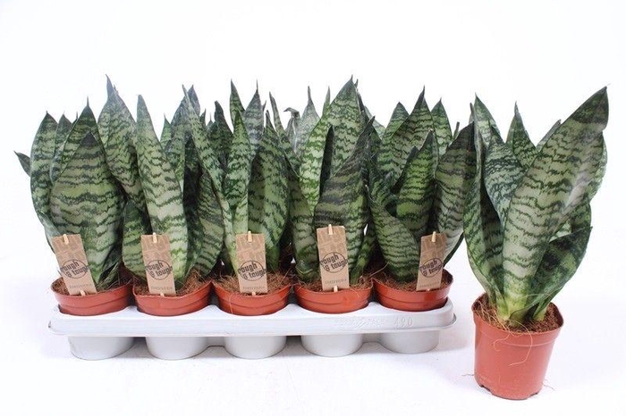 <h4>Sansevieria zeylanica compacta</h4>