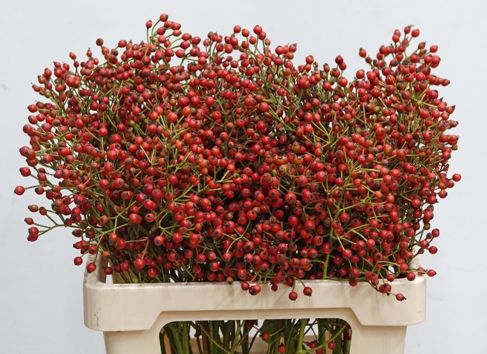 <h4>ROSA F AUTUMN SPLASH</h4>