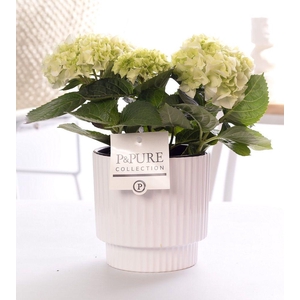 Hydrangea white in P&PURE Ivy ceramics shiny white