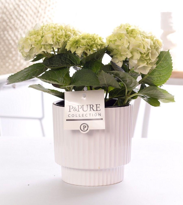 <h4>Hydrangea white in P&PURE Ivy ceramics shiny white</h4>