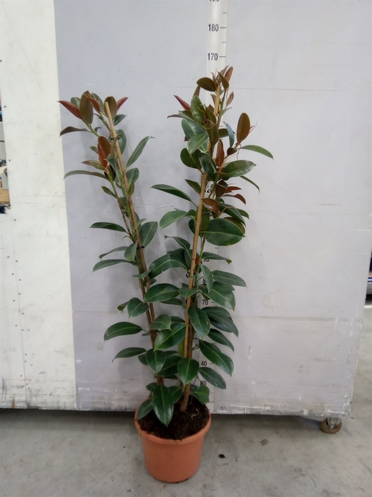 <h4>Ficus elastica 'Melany'</h4>