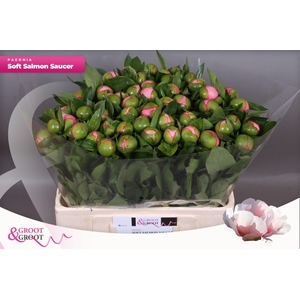 Paeonia Soft Salmon Saucer | Heavy Quality