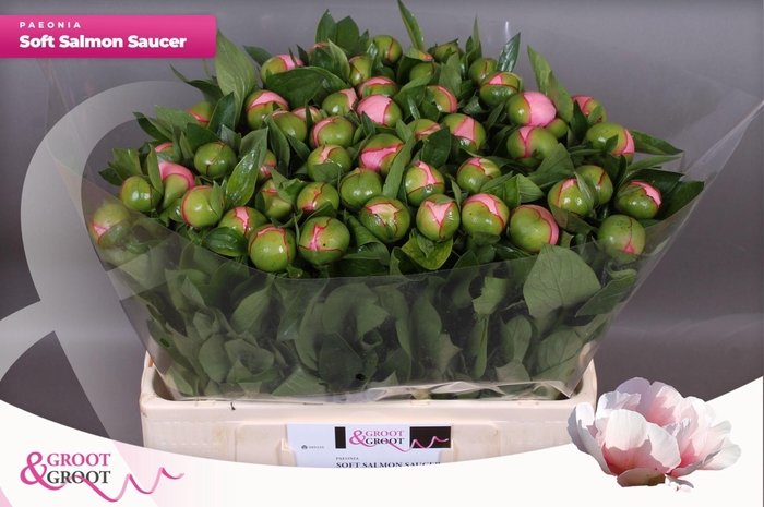 <h4>Paeonia Soft Salmon Saucer | Heavy Quality</h4>