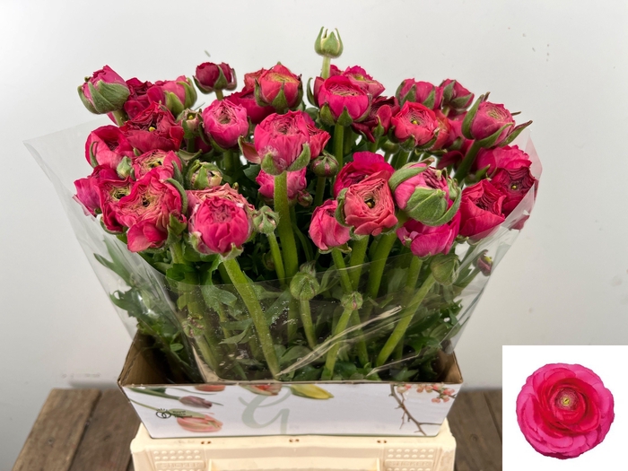 <h4>RAN EL HOT PINK</h4>