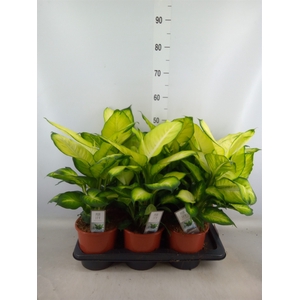 Dieffenbachia  'Summer Style'