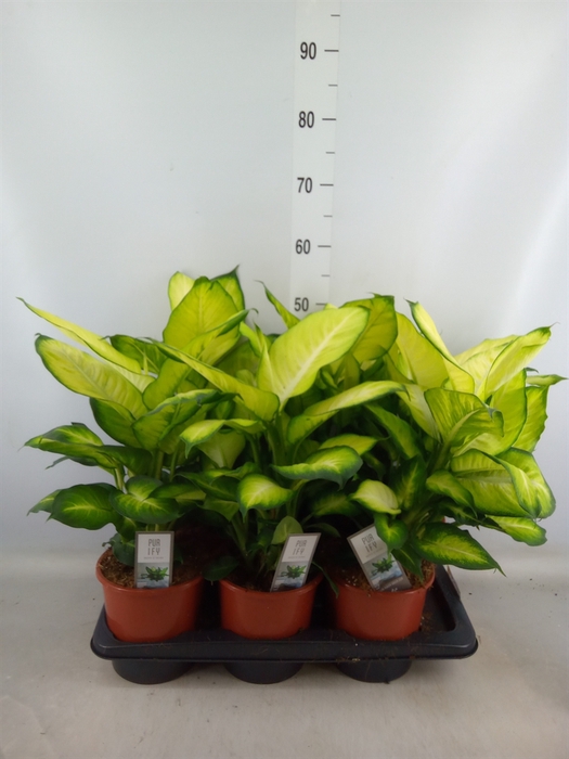 <h4>Dieffenbachia  'Summer Style'</h4>