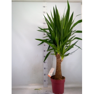 Yucca elephantipes   ...